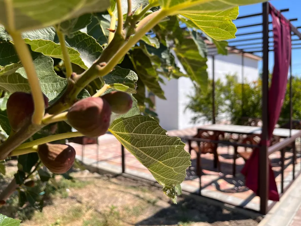 Коттедж Гостевой дом Инжир — Анапа