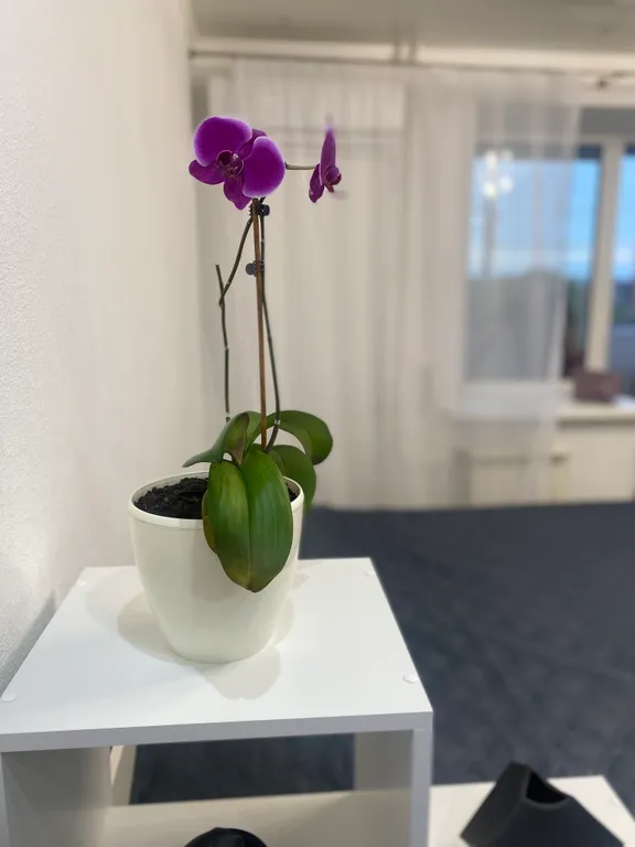 Уютняа студия в хорошем тихом районе города