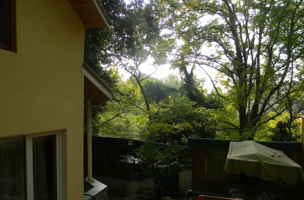 Дом с видом на лес