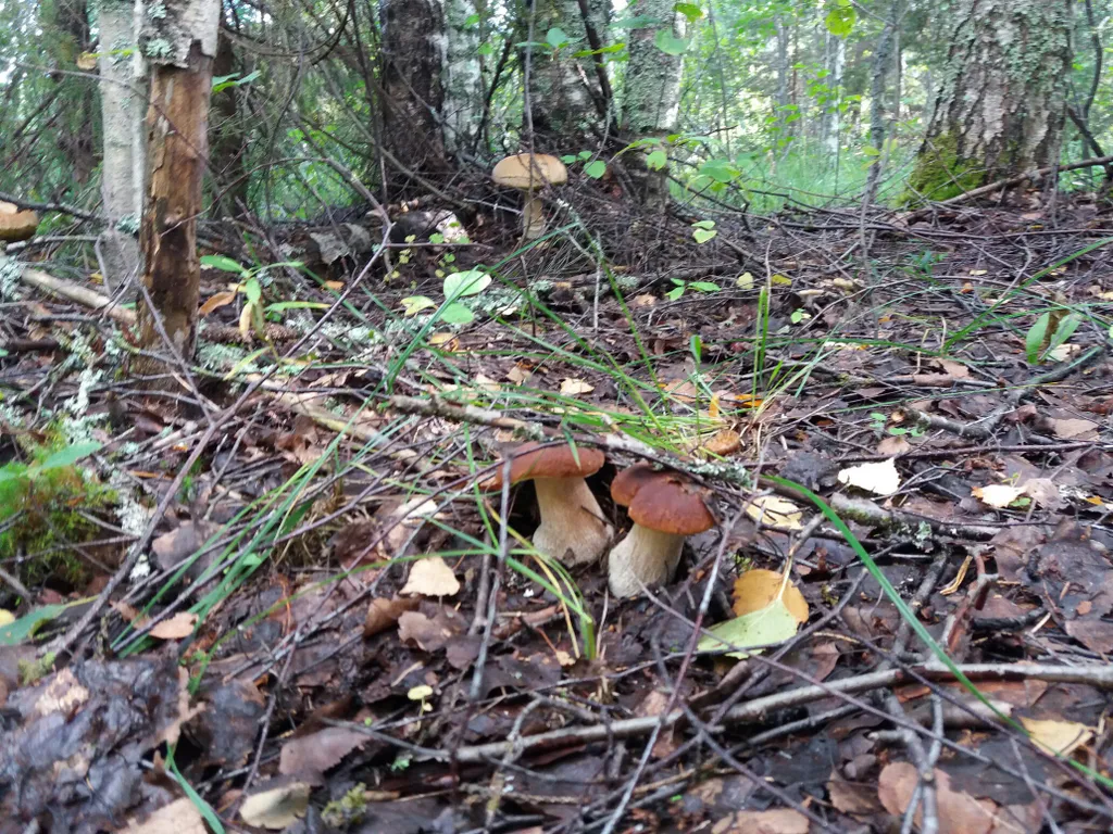 Дом на реке Молога