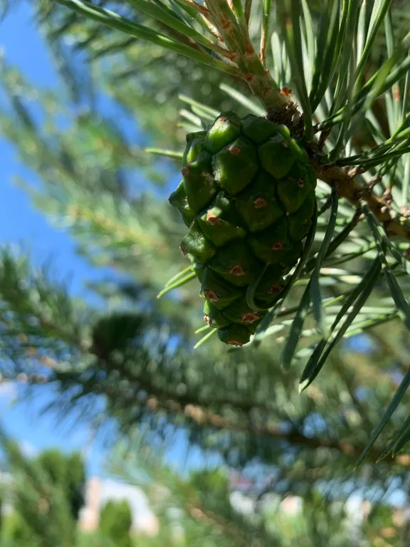 Уютный дом в соснах для семейного отдыха