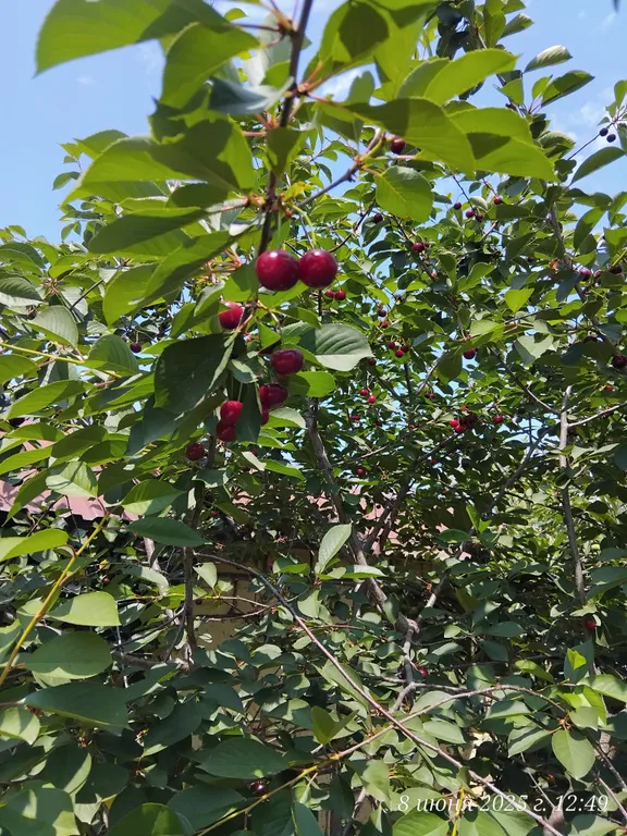 Дача на берегу моря