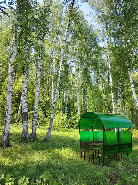 Летний номер с видом на березовый лес