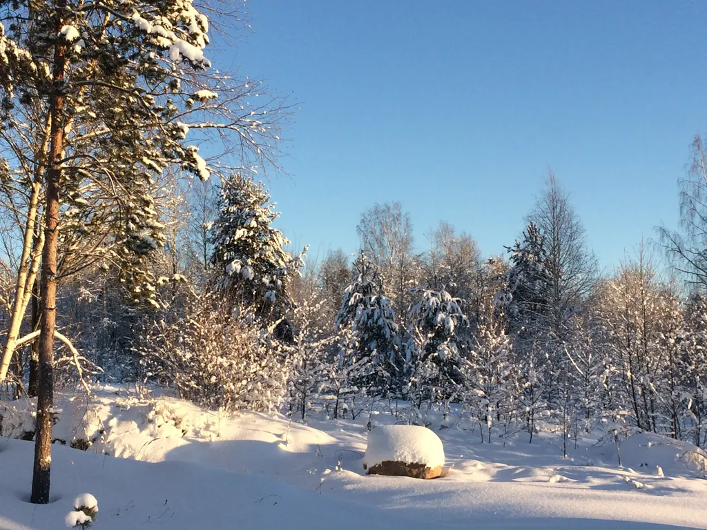 Загородный дом в лесу вблизи залива