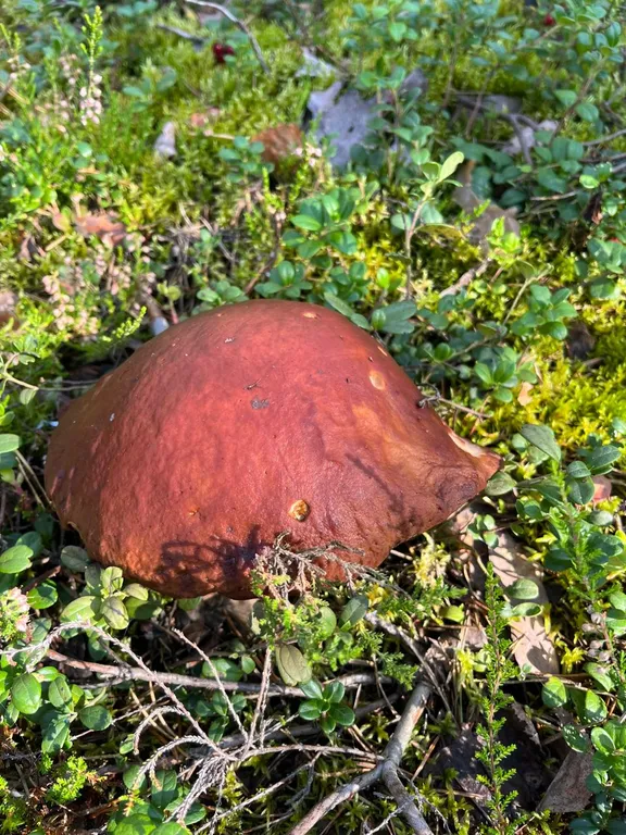 Коттедж Загородный дом у реки — Санкт-Петербург