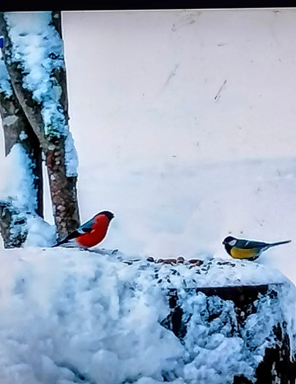 Дом в Карелии на берегу Онежского озера