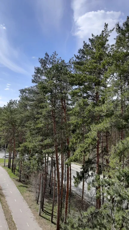 Уютная квартира с видом на сосновый бор