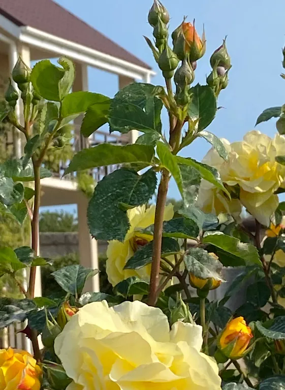 Квартира Квартира Стандартный трехместный номер — Витино