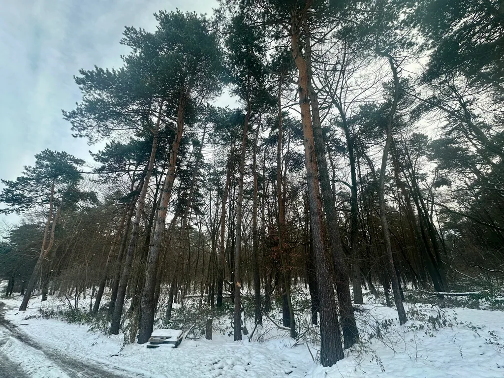 Дом-мечта в сосновом лесу Янтарное солнце