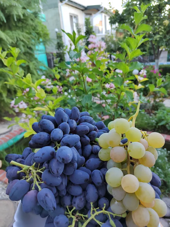 Коттедж Отдельная часть дома с беседкой рядом с парком и пляжем Учкуевка — Севастополь