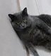 Серый кот