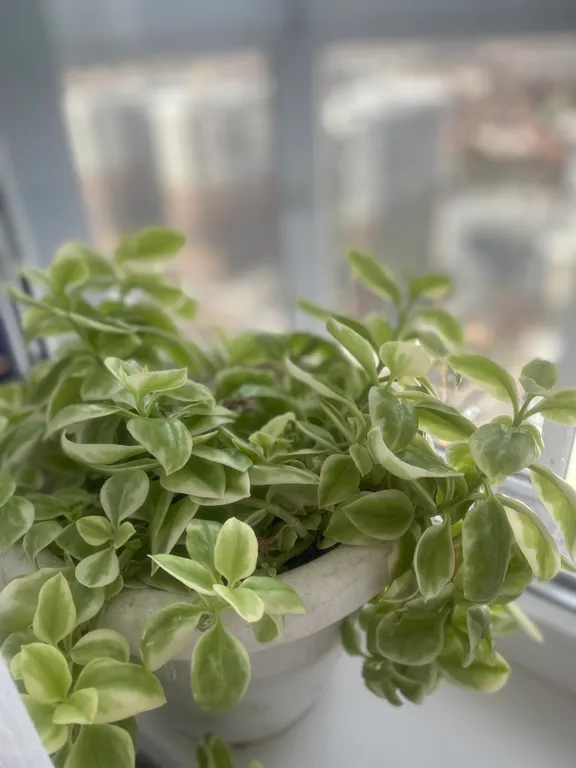 Квартира- антидепрессант- на 20 этаже с видом на море