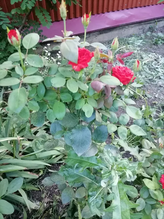 4-комнатный Дом