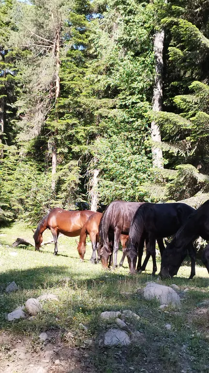 Коттедж Коттедж Алатырь А-фрейм в лесу — Архыз