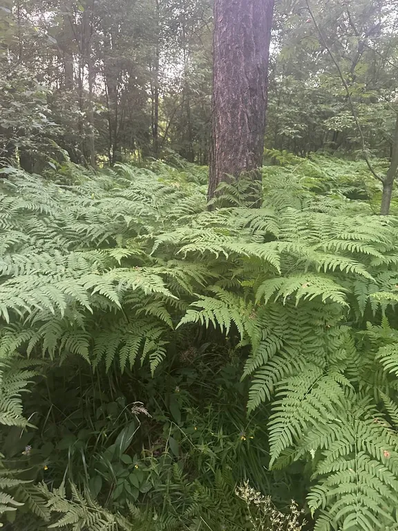 Апартаменты в частном доме в Щелковском районе МО