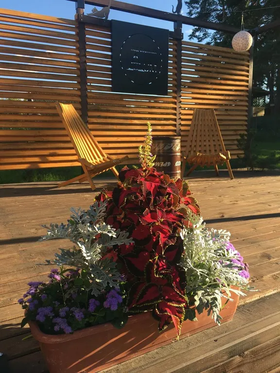 Дом под соснами