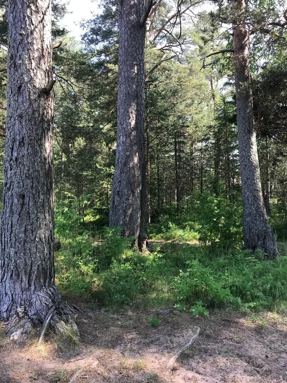 Домик в Карелии