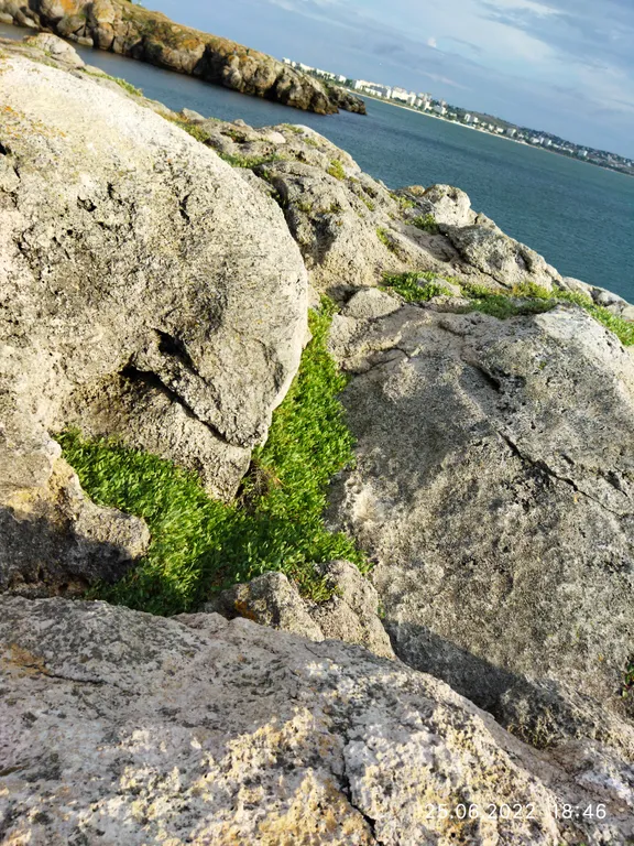 Ракушка Казантипа