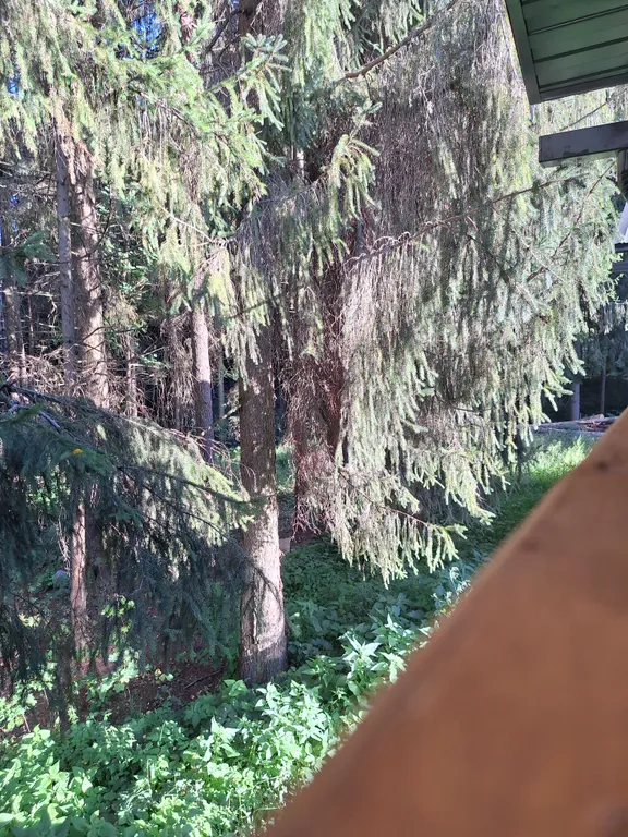 Уютный домик с верандой и видом на лес, посуточно.