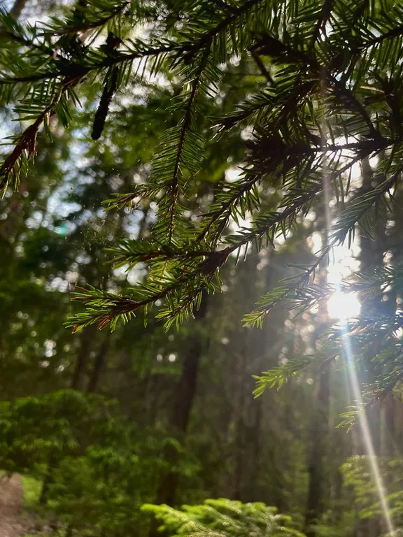 Дом с пятнистыми оленями и кроликами в лесу