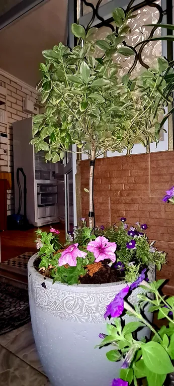 Коттедж Уютный дом для семейного отдыха Глициния — Анапа