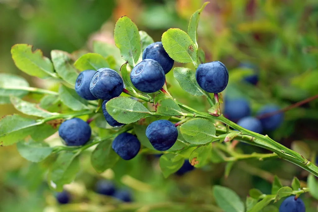 Коттедж Уютные дома аттик А-фрейм у Снетковского озера — Ларионово