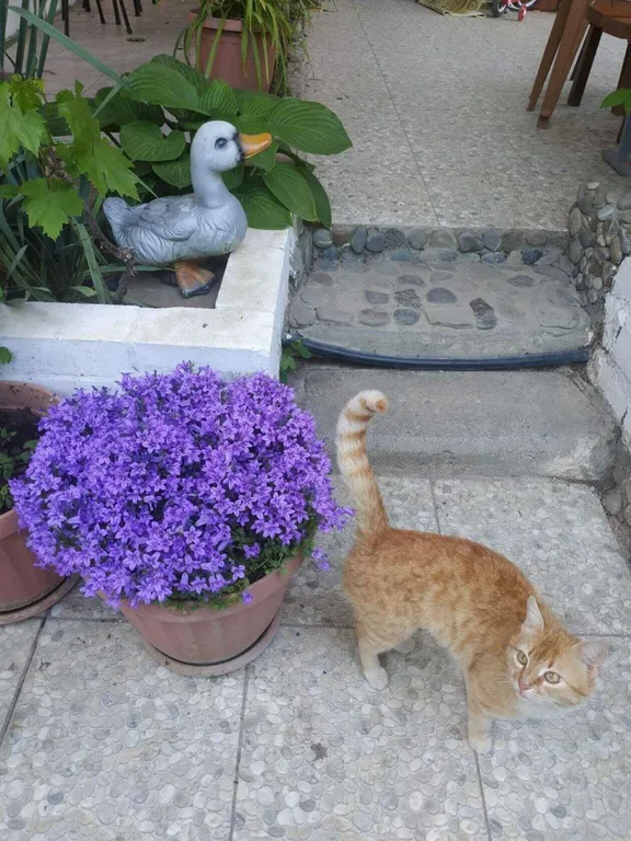 Коттедж 2-комнатный Дом — Курортное (Феодосия)