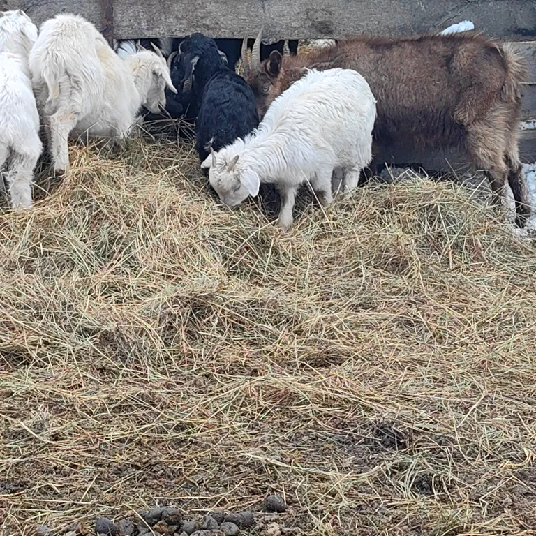 Отдых в горах А-Ферма Хаджох