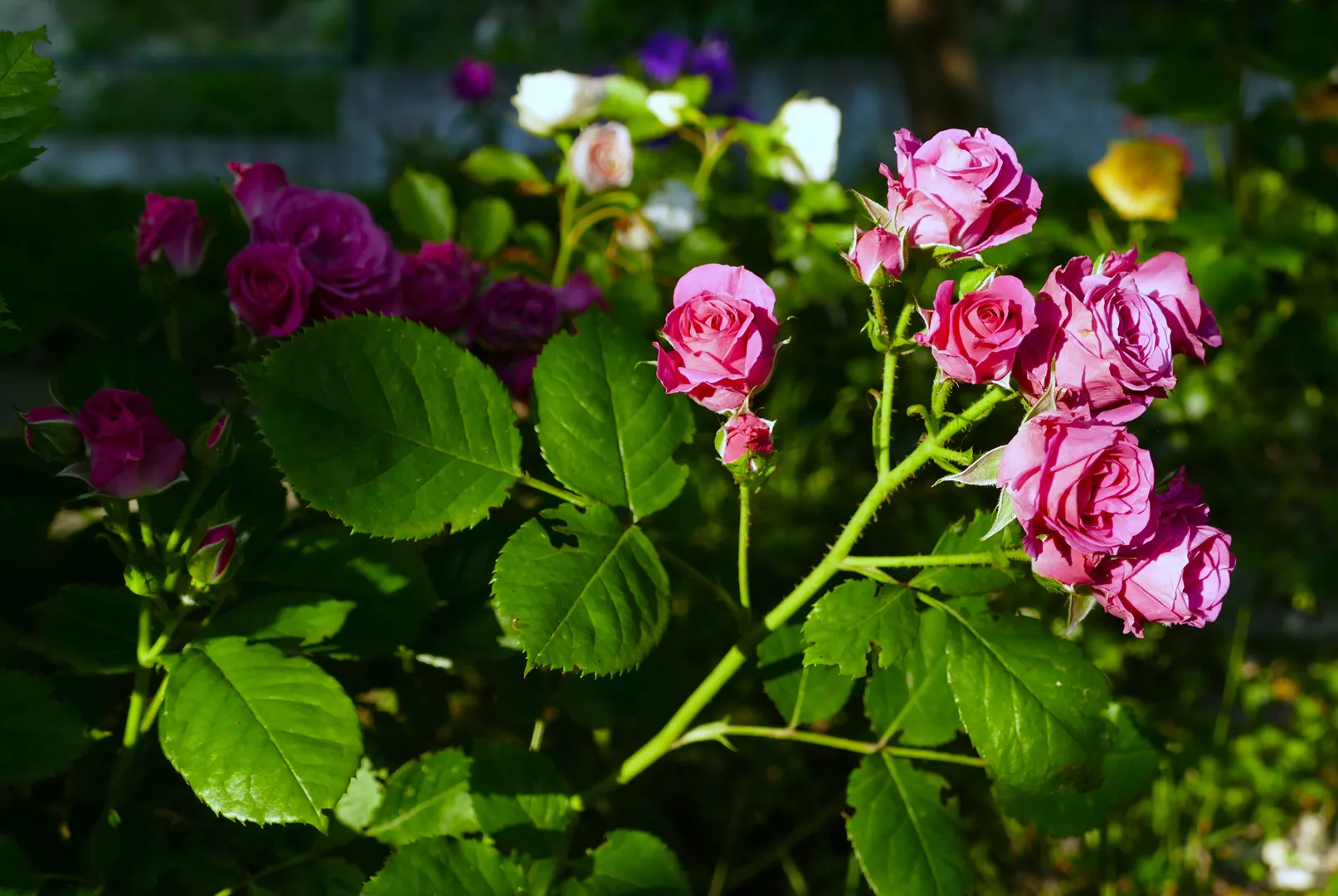 Фото