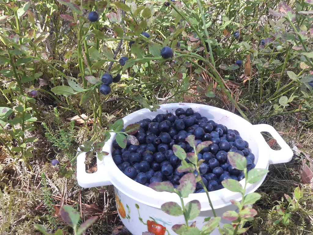 Коттедж Дом с камином, баней-сауной на дровах и купелью — Светлое
