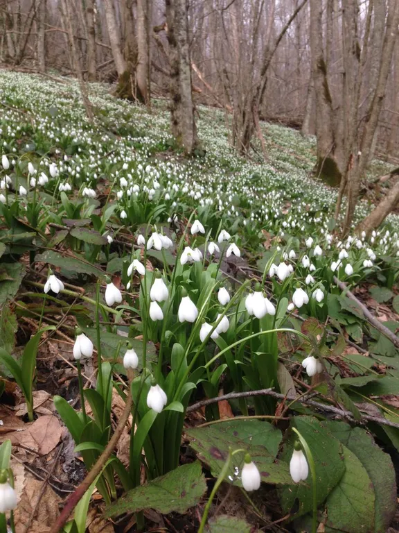 Отдых в горах А-Ферма Хаджох
