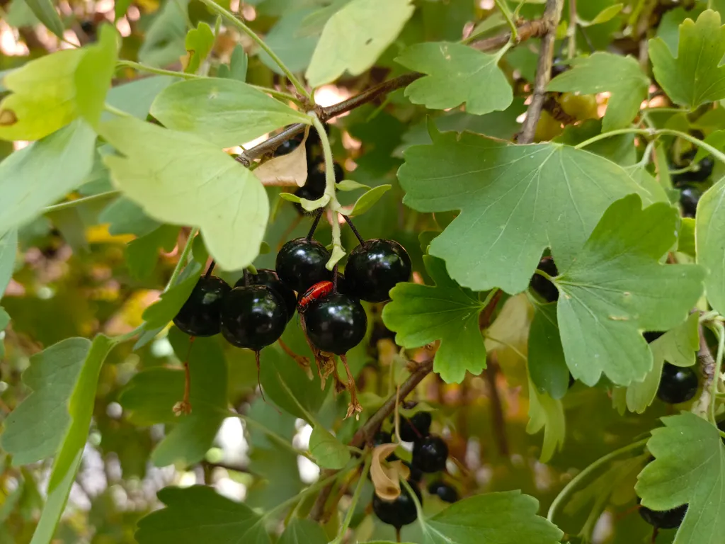 Квартира Квартира Стильная студия в центральном районе Какао Черри — Геленджик
