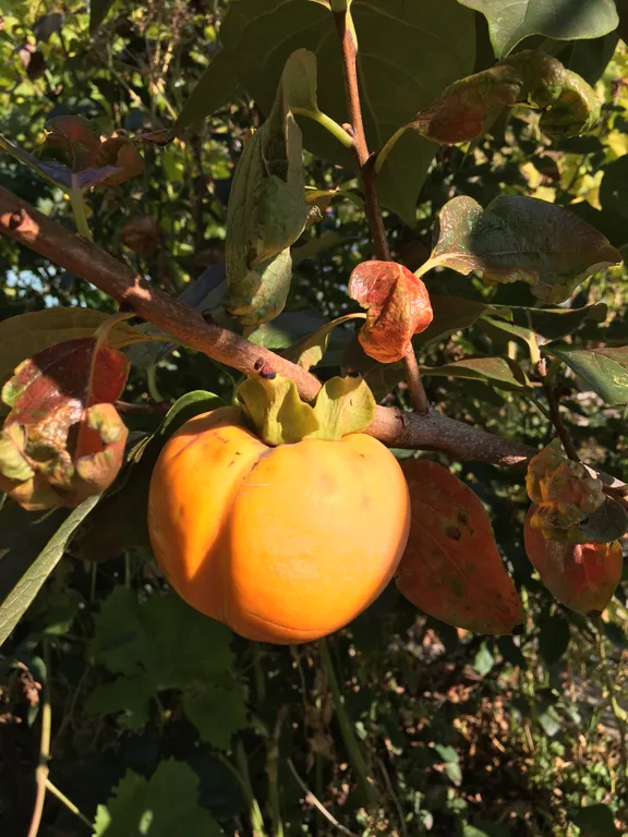 Апартаменты с видом на море, горы в новом доме над Форосским парком