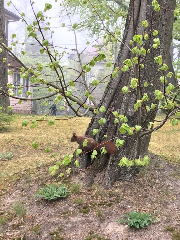 Квартира Квартира Happy in apartment — Светлогорск