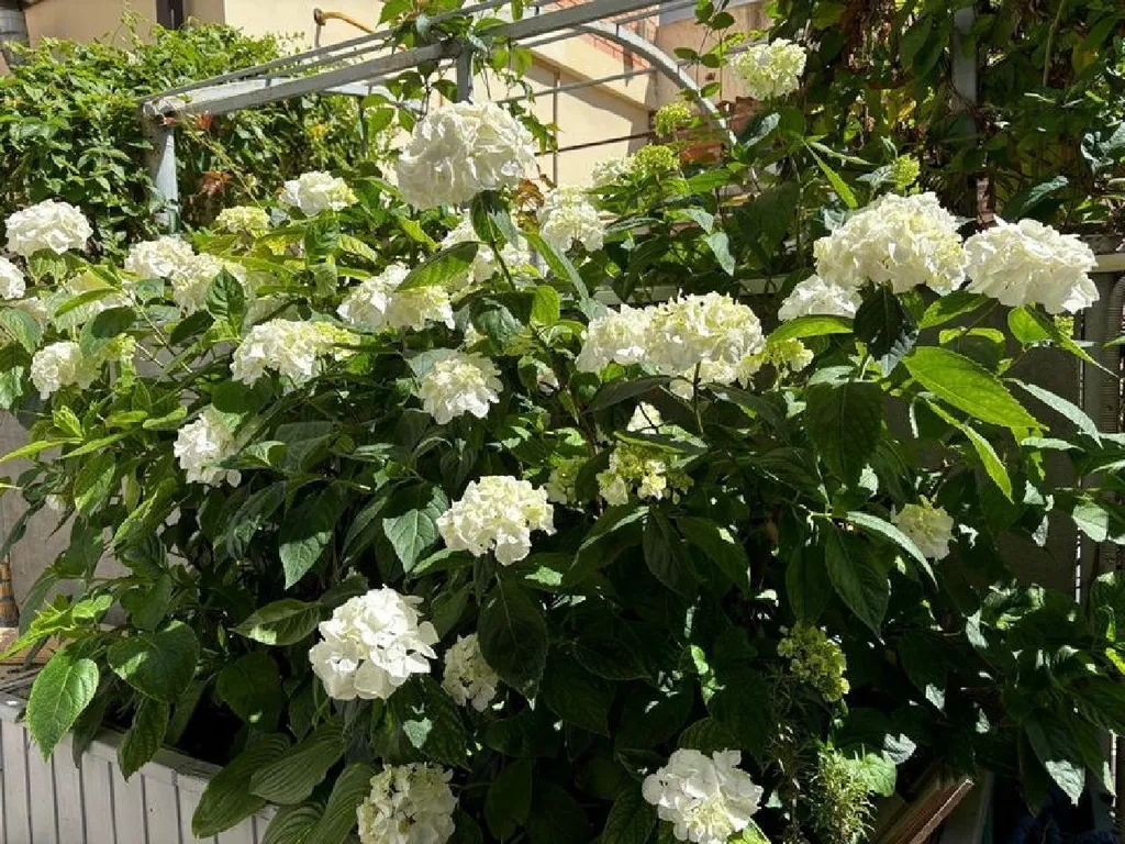 Квартира Комната — Анапа