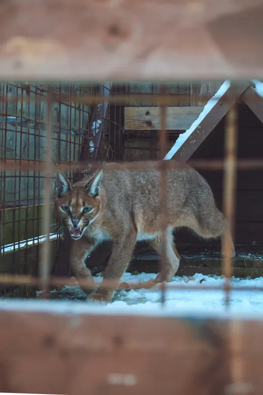Дом с каракалами, банeй на дpовax, мангалом и казaном