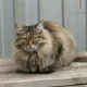 Рамиль
