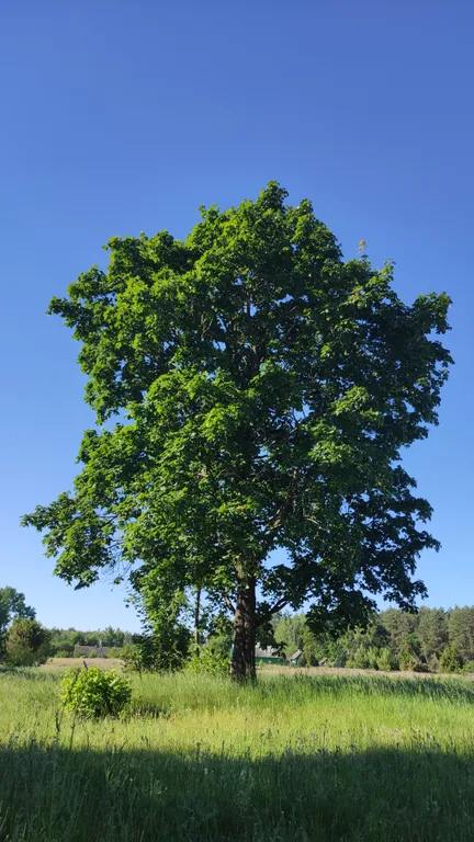 Шале Можжевеловое