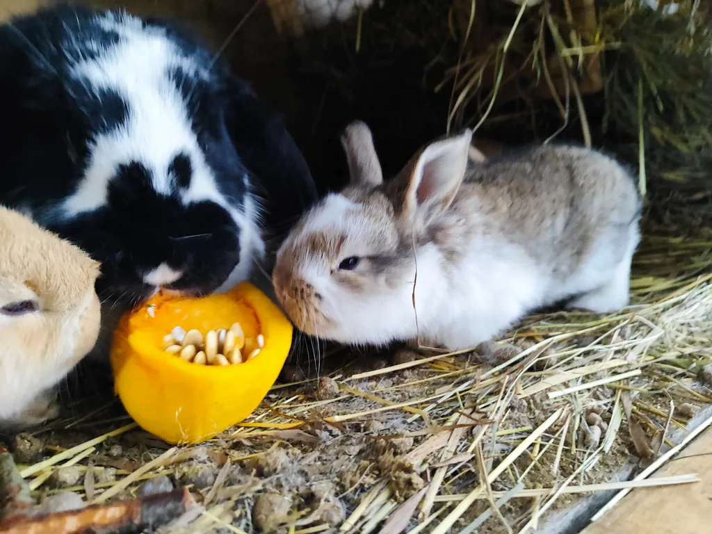 Хижина чудес