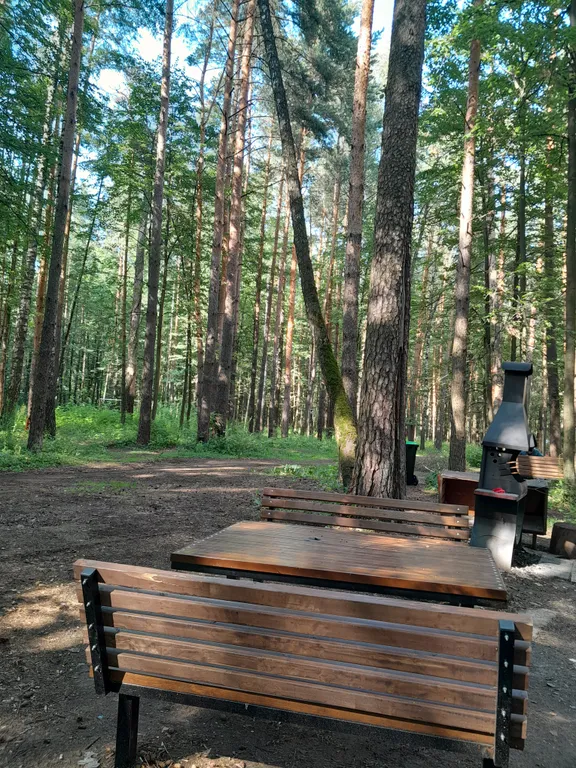 Студия в сосновом бору