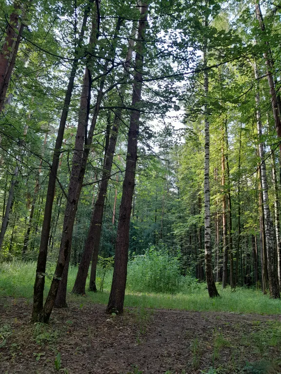 Студия в сосновом бору