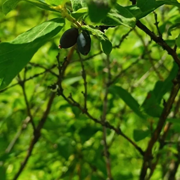 Дома для отдыха "Ипиней" С видами на домашние вулканы, город, бухту