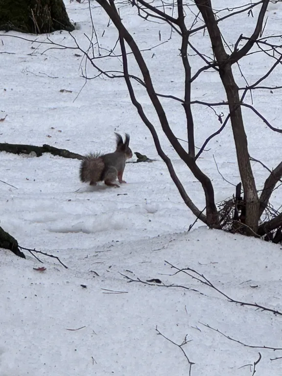 Коттедж Дом в Ногинском парке — Ногинск