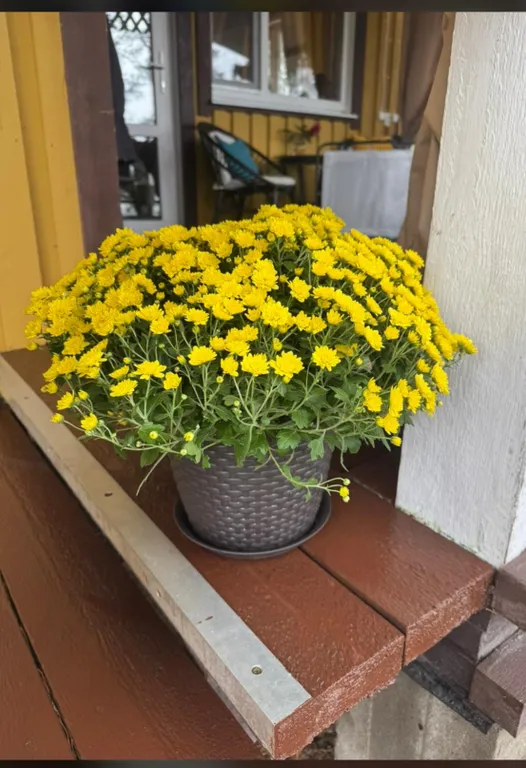 Гостевой дом с сауной и купелью на берегу Ладожского озера