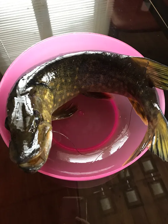 Коттедж Дом на берегу реки Волхов — Волхов