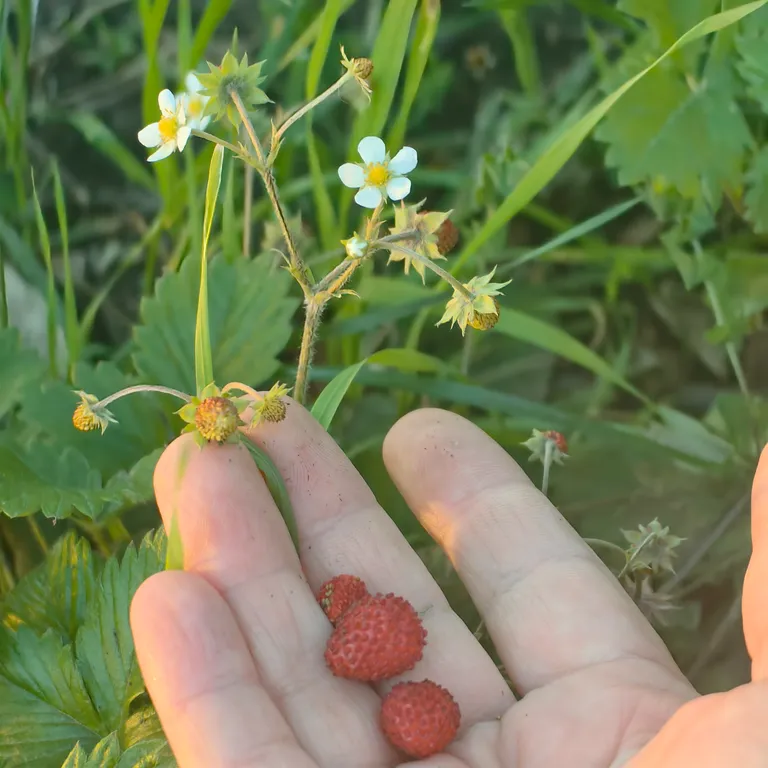 Коттедж Отдых от городской суеты в Адыгеи, домик в лесу А-фрейм — Веселый