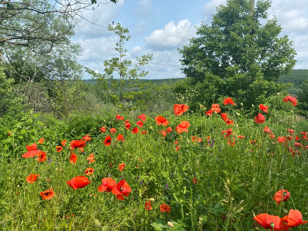 Коттедж Коттедж Дача с банькой в живописном лесу — Горячий Ключ