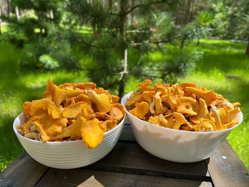 Коттедж Уютный домик на озере Волго на Селигере в сосновом бору — Турбаза Чайка