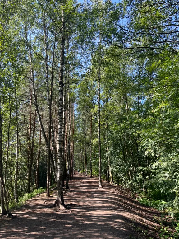 Большая квартира с зонированием и с видом на лес