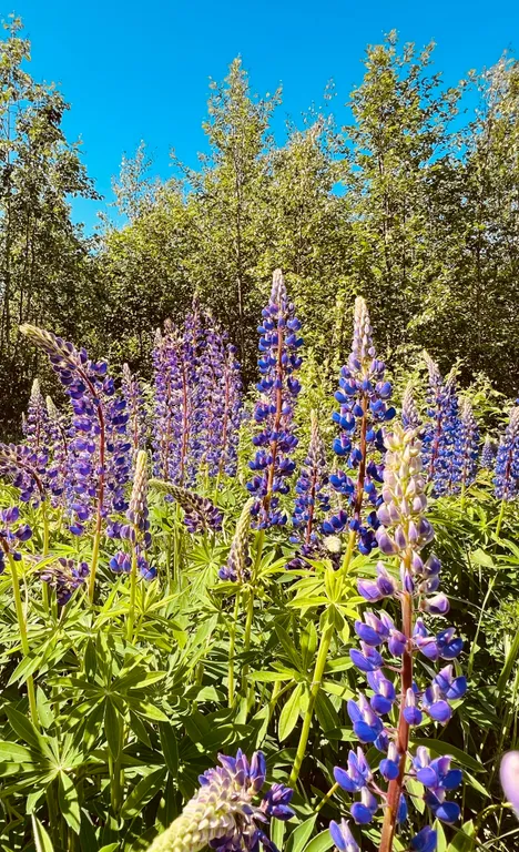 Коттедж Новый комфортабельный дом для отдыха на берегу лесного озера Маролампи — Санкт-Петербург